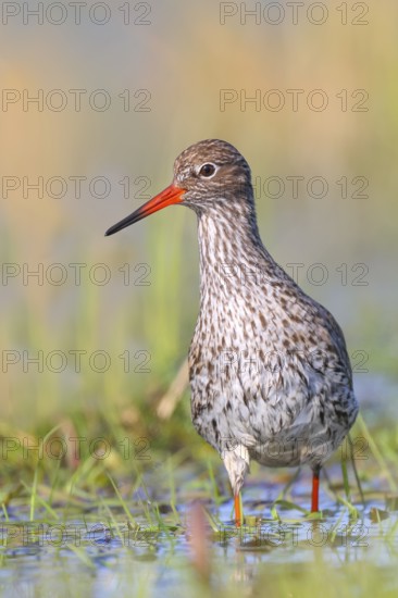 Redshank (Tringa totanus) looking for food in a wet meadow, wildlife, animals, birds, snipe family, spring, Hüde, Ochsenmoor, Dümmer See, Hüde, Lower Saxony, Germany