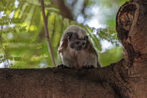 White-footed tamarin (Saguinus leucopus), Cartagena, Colombia
