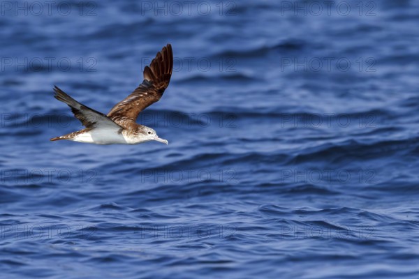 White-faced shearwater, White-faced shearwater, (Calonectris leucomelas), family of petrels, shearwater, animals, birds, flight photo, sea, Off Mirbat, Salalah, Dhofar, Oman