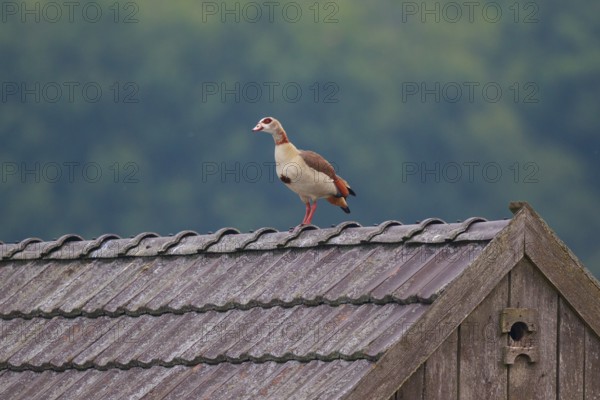 Egyptian Goose (Alopochen aegyptiaca), North Rhine-Westphalia, Germany