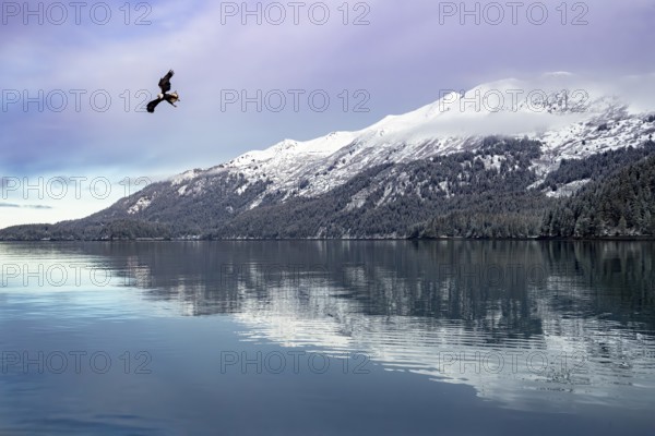 Bald Eagle (Haliaeetus leucocephalus) flying, Alaska, USA