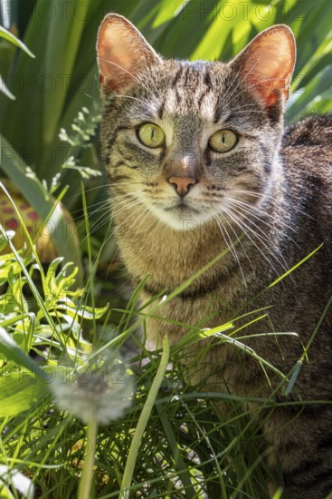 Tabby cat (Felis Catus) with alert eyes in green grass, surrounded by plants, Neunkirchen, Lower Austria, Austria