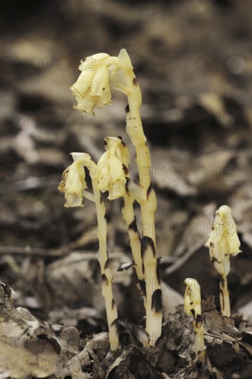Spruce asparagus (Monotropa hypopitys, Hypopitys monotropa), North Rhine-Westphalia, Germany