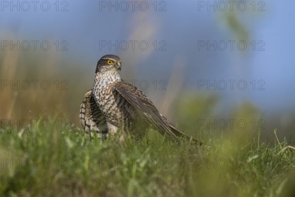 Eurasian Sparrowhawk (Accipiter nisus) female perched on the ground, North Rhine-Westphalia, Germany