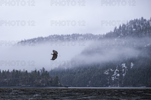 Bald Eagle (Haliaeetus leucocephalus) flying, Alaska, USA