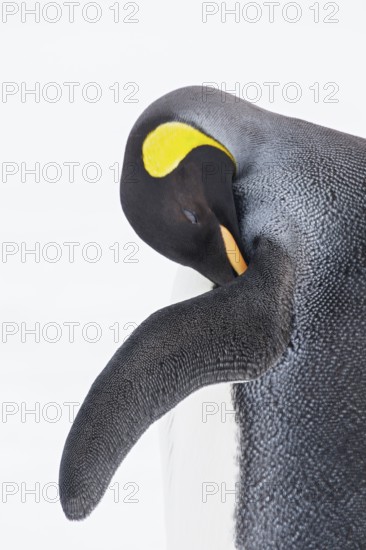 King Penguin (Aptenodytes patagonicus) perched on a rocky beach on South Georgia Island
