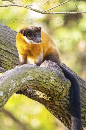 Yellow-throated marten (Martes flavigula) in a forest, captive, Germany