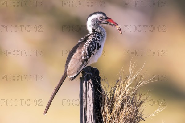 Africa, Botswana, Red-billed Hornbill, Tockus Erithrorhynchus, Botswana, Botswana