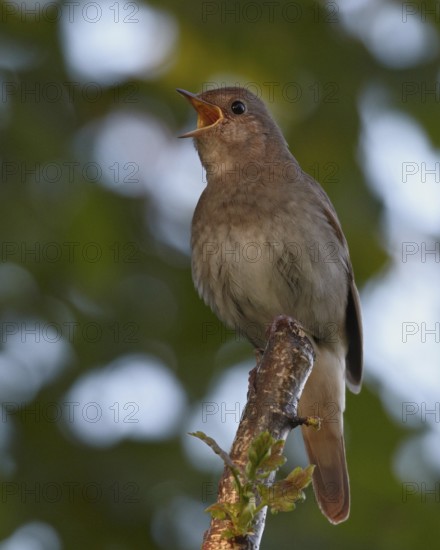 Thrush Nightingale (Luscinia luscinia) singing, Mecklenburg-Western Pomerania, Germany