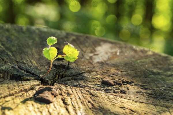 A young shoot sprouts from an old tree stump in the forest, a small insect sits on one of the leaves shining in the backlight, North Rhine-Westphalia, Germany