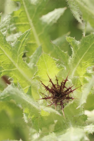 Benedict's weed (Centaurea benedicta, Cnicus benedictus), flower bud, medicinal plant, North Rhine-Westphalia, Germany