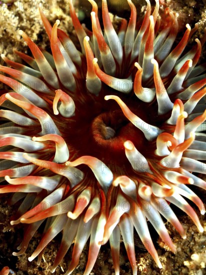Dahlia anemone (Urticina felina), sea anemone, with long tentacles on the seabed. Dive site Maharees Islands, Castlegregory, Co. Kerry, Irish Sea, North Atlantic, Ireland