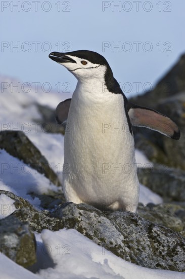 Chinstrap Penguin (Pygoscelis antarcticus), Antarctica