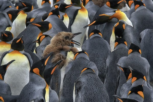 Antarctica, South Georgia, snow, ice, winter, king penguin (Aptenodytes patagonicus), colony, Salisbury Plain, colony, Salisbury Plain, South Georgia, Antarctica