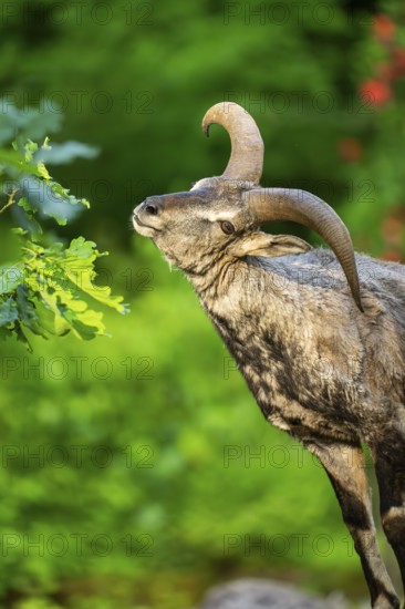 Bharal (Pseudois nayaur), portrait, Bavaria, Germany