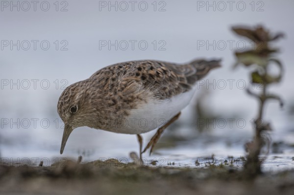Temminck's Stint (Calidris temminckii) foraging, Schleswig-Holstein, Germany