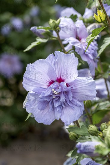 Garden marshmallow (Hibiscus syriacus BLUE CHIFFON), Anchers Havecenter, Ellerhoop-Thiensen, Schleswig-Holstein, Germany