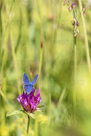 Mazarine blue (Cyaniris semiargus) butterfly on a red clover (Trifolium pratense) in a grass meadow