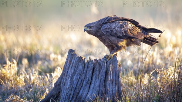 Lesser Spotted Eagle (Clanga pomarina), Mecklenburg-Western Pomerania, Germany