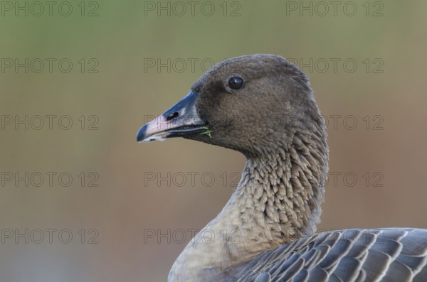 Pink-footed Goose (Anser brachyrhynchus), Schleswig-Holstein, Germany