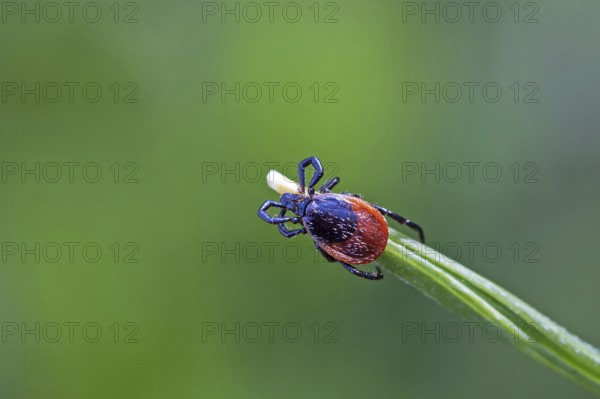 Castor Bean Tick on blade of grass, (Ixodes ricinus), animals, insects, beetles, mites, biotope, habitat, shield ticks, tick, tick species, Baden-Württemberg, Federal Republic of Germany