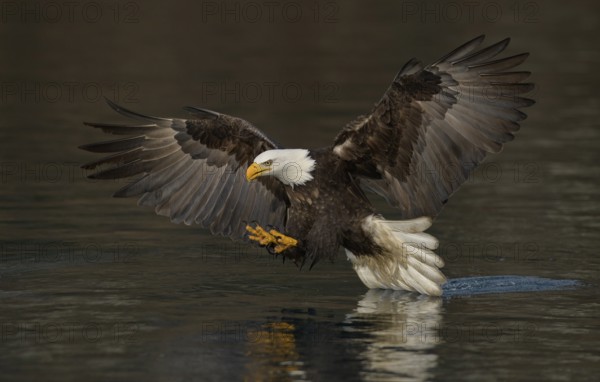 Bald Eagle (Haliaeetus leucocephalus) striking at fish, Alaska, USA
