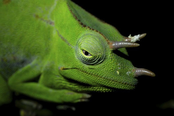 Usambara three-horned chameleon (Trioceros deremensis), chameleon on a branch at night, Amani Nature Forest Reserve, Eastern Usambara Mountains, Tanga, Tanzania