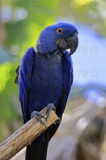 Hyacinth Macaw (Anodorhynchus hyacinthinus), adult on wait, Pantanal, Brazil, South America