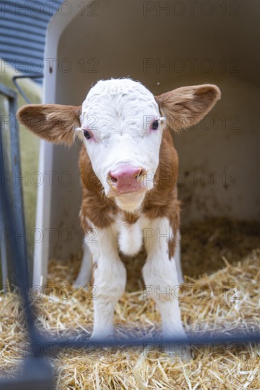 Young calf stands on hay in the barn and looks ahead, Haselstaller Hof, Gechingen, Black Forest, Germany