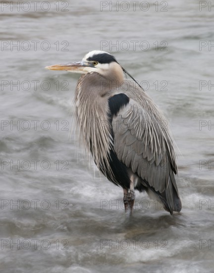 A Great_Blue Heron stands motionless in rushing water at Nimbus Fish Hatcherey, Rancho Cordova California
