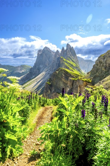 Scenic hiking path winds through lush vegetation, leading towards the impressive seceda mountain range in the dolomites, italy, under a vibrant summer sky