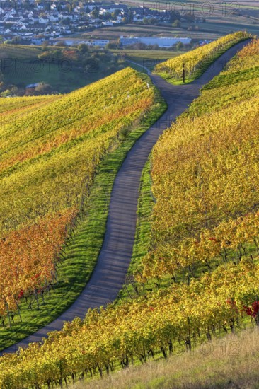 A winding path through colourful vineyards in an autumnal landscape under a sunny sky, Strümpfelbach, Rems Valley, Baden-Württemberg, Germany