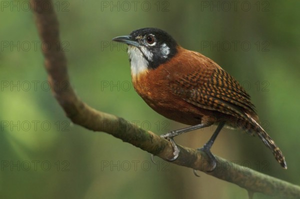 Bay Wren (Thryothorus nigricapillus) perched on a branch in Costa Rica