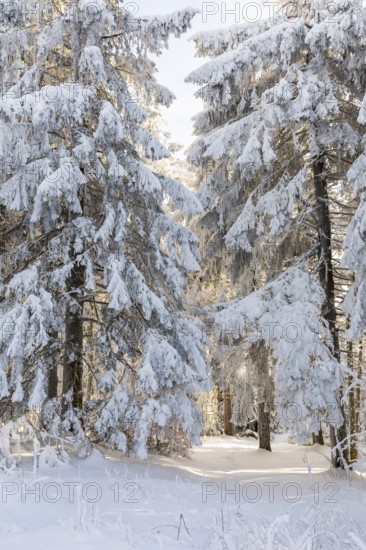 Even the tree trunks are all decorated with hoarfrost, snowy winter landscape on the Auersberg, Eibenstock, Erzgebirge, Saxony, Germany