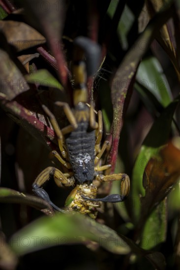 Bicoloured bark scorpion (Centruroides bicolor), scorpion eating prey, at night in the tropical rainforest, Puntarenas province, Costa Rica