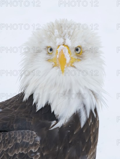 Bald Eagle (Haliaeetus leucocephalus), Alaska, USA