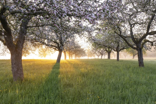 Fresh blossom, morning light, ground mist... simply magical! Foothills orchard meadow in bloom - apple tree avenue in the morning light with ground mist
