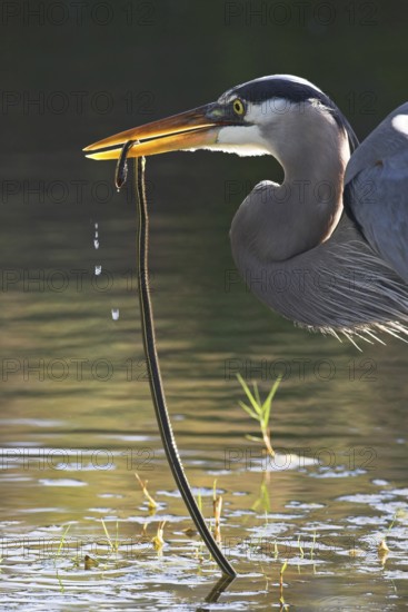 Great Blue Heron (Ardea herodias), Florida, USA