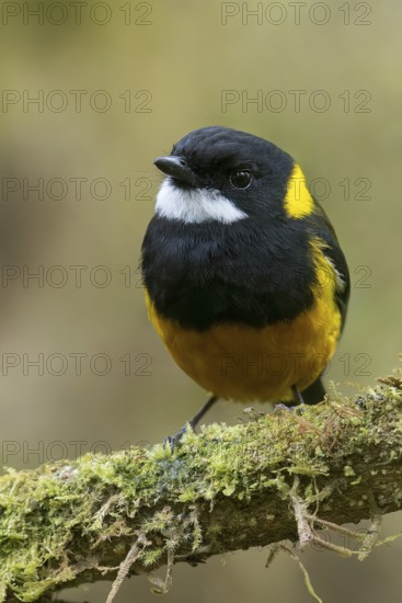 Regent Whistler (Pachycephala schlegelii) perched on a branch in Papua New Guinea