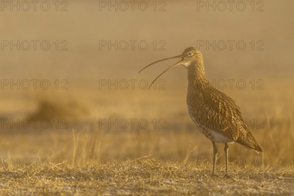 Eurasian Curlew (Numenius arquata) calling, Gallocanta Lake, Spain
