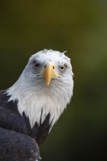 Bald eagle (Haliaeetus leucocephalus) adult bird of prey head portrait, England, United Kingdom - Captive