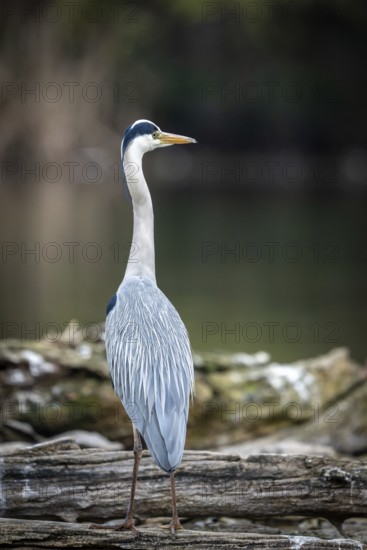 Grey heron (Ardea cinera), sitting on a branch, Vienna, Austria