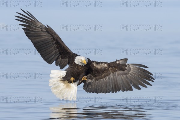 Bald Eagle (Haliaeetus leucocephalus) hunting, Alaska, USA