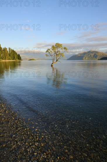 A tree stands in the lake on a rocky beach, surrounded by mountains in the morning light, summer, Lake Wanaka, Wanaka, Otago, South Island, New Zealand