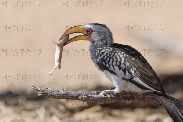 Southern yellow-billed hornbill (Tockus leucomelas), sitting on a branch, feeding on prey, Kalahari desert, Kgalagadi Transfrontier Park, Northern Cape, South Africa