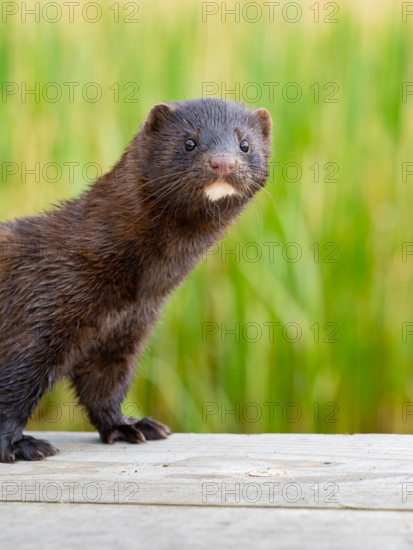A mink looks interested