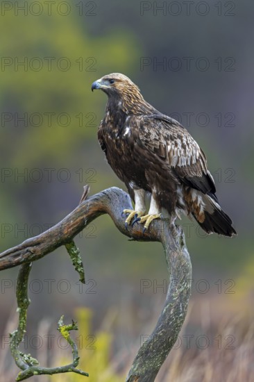 European golden eagle (Aquila chrysaetos chrysaetos) immature perched on branch in moorland, heathland in winter
