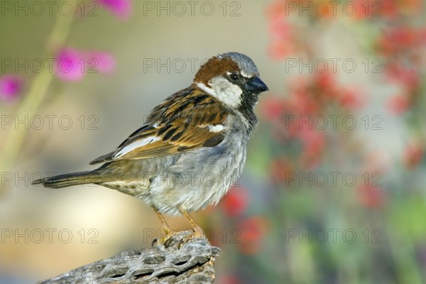 House Sparrow Passer domesticus Tucson, Pima County, ARIZONA, United States 14 March Adult Male Passeridae