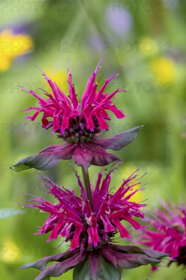 Golden balm (Monarda didyma), also known as Indian nettle or scarlet monard, North Rhine-Westphalia, Germany