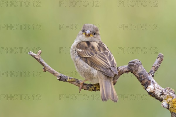 House sparrow, sparrow, house sparrow, (Passer domesticus), animals, birds, songbirds, sparrow family, Beindersheim, Bad Dürkheim district, Rhineland-Palatinate, Germany